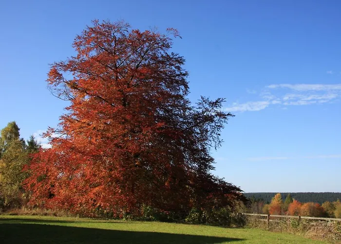 Harz-sonne 2